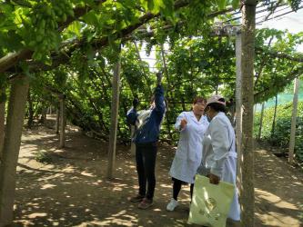 阳台葡萄种植技术与管理（打造居家果园，享受健康生活）