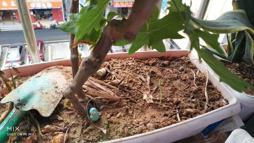 阳台葡萄种植技术与管理（打造居家果园，享受健康生活）