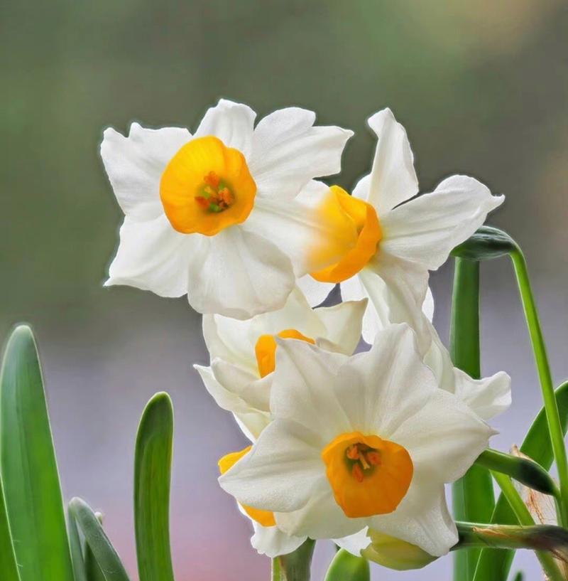 水仙花开放季节（了解春季花期和养护技巧）