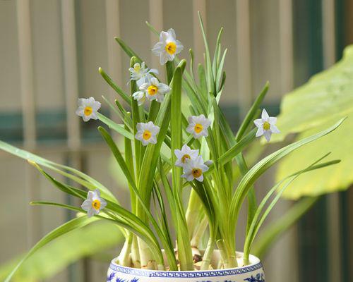 水培水仙芽端发黄原因及解决方法