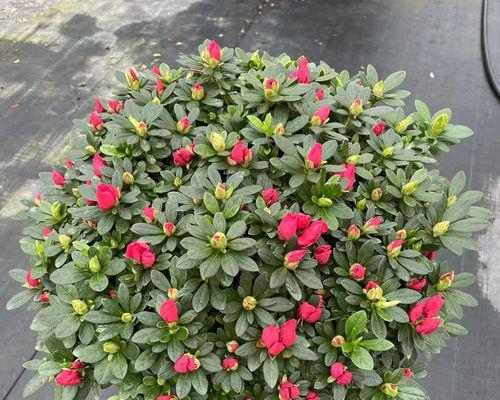 西洋鹃的养殖方法（打造美丽花园，从西洋鹃开始）