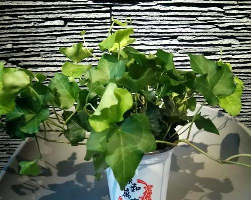 常青藤植物的养护指南——如何打造绿色生态空间