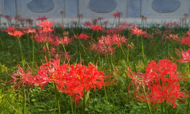 花语之美——探寻最唯美的花（用花语倾诉情感，感受世界的美好）