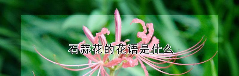 花语之美——探寻最唯美的花（用花语倾诉情感，感受世界的美好）