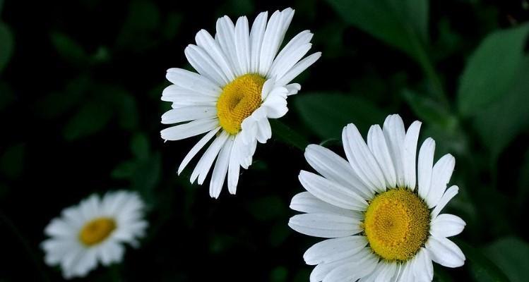 白色雏菊的花语（神秘的纯洁和永恒的爱，白色雏菊带来的情感启示）