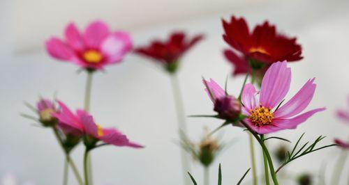 格桑花的花语象征与寓意（高原之花的深刻内涵与文化价值）