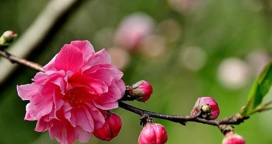 探秘桃花花语（桃花意味着什么？解读桃花花语的背后故事）