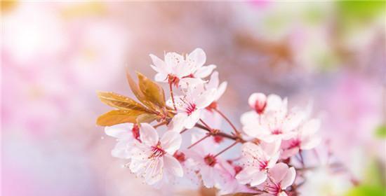 樱花的花语（探寻日本樱花的文化内涵）