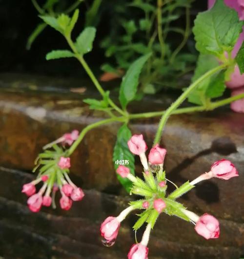 美人樱的花语与意义（探究美人樱的文化背景和象征意义，领略花海的魅力）