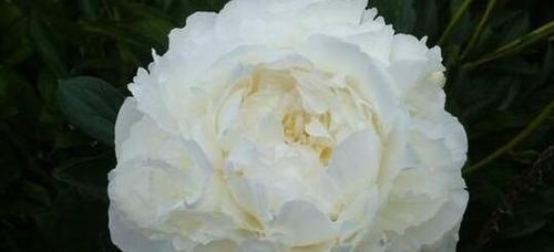 白色蔷薇花语（探寻白色蔷薇的内涵与意义）