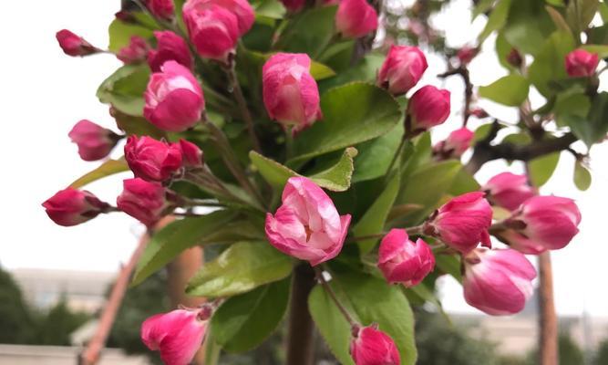 海棠花的花语剖析（探究海棠花的文化内涵和象征意义）