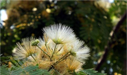 解读合欢花的花语（相爱相知，恩情永存）