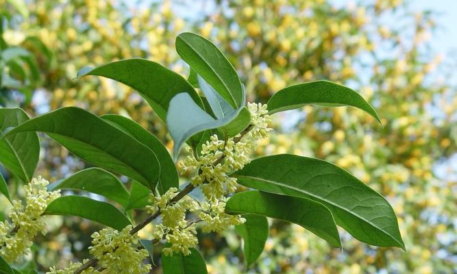 浓情岁月——桂花的花语与象征（桂花，代表着什么？）