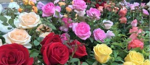 缤纷玫瑰花语（用不同颜色的玫瑰花诠释你我情感）