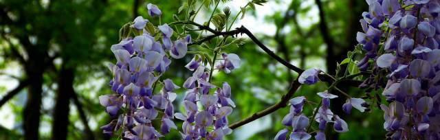 解读紫藤萝的花语——美好的爱情与友谊（探寻紫藤萝的神秘之美，传递爱与情感的真谛）