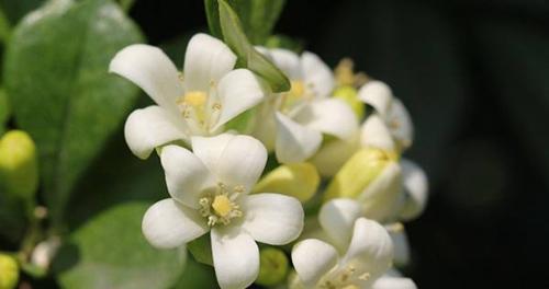 探究九里香花语的意义（探寻九里香花的神秘花语，追溯历史和文化渊源）