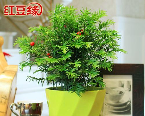 如何正确种植红豆杉盆栽？（注意事项及种植技巧，让您的红豆杉茁壮成长）