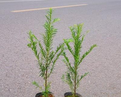 如何正确种植红豆杉盆栽？（注意事项及种植技巧，让您的红豆杉茁壮成长）