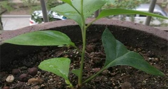 如何选用合适的土壤栽培三角梅（以土壤类型和养分为基础，助力三角梅健康生长）