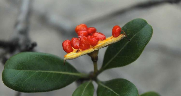 探秘双子叶植物的多样性（揭开双子叶植物的生态奥秘）