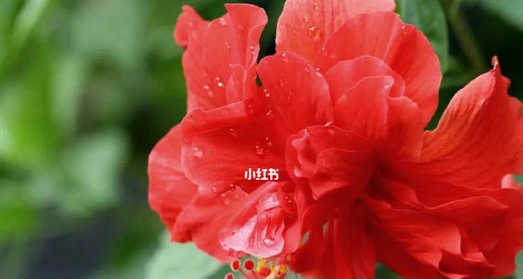 解析四季牡丹花与扶桑花之间的关系（真相大揭秘，你知道吗？）