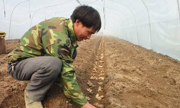 生姜种植大全（轻松掌握生姜种植技巧，收获满满生姜香）