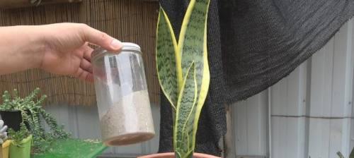 水培虎皮兰的养殖方法和注意事项（打造绿色环保的家居美景）