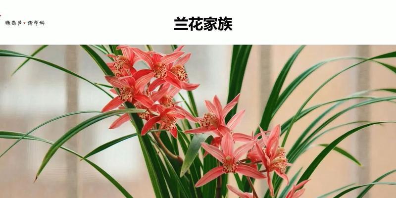 探寻兰花的多样性（种类繁多，品种纷呈）