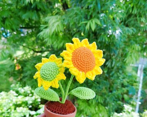 盆栽向日葵种植方法（打造居家花园，享受阳光和美好）