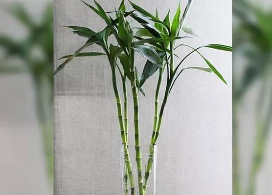 水培富贵竹的养护方法（打造健康高雅的富贵竹——从水培开始）