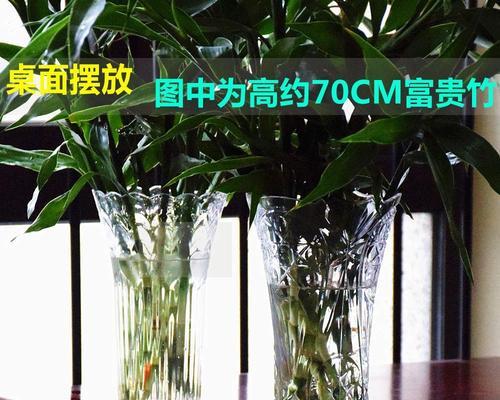 水培富贵竹的养护方法（打造健康高雅的富贵竹——从水培开始）