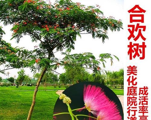 芙蓉树盆景养护指南（让你的芙蓉树盆景健康成长）