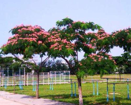 芙蓉树盆景养护指南（让你的芙蓉树盆景健康成长）