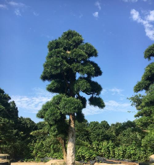 罗汉松中，哪种品种最值钱？（探寻罗汉松世界里的珍品——价格飙升的“蓝钻石”）