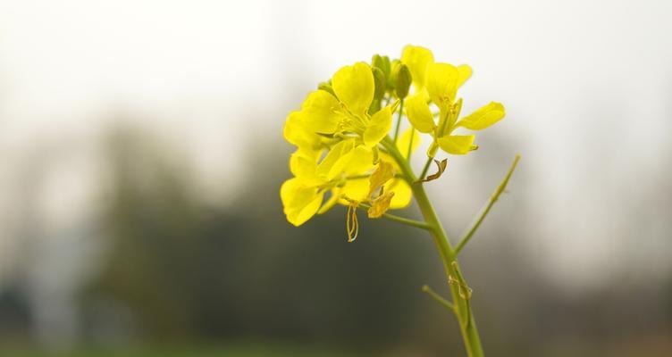 春日花开，一片缤纷（以樱花为例，介绍春季花卉开放的时间、种类及特点）