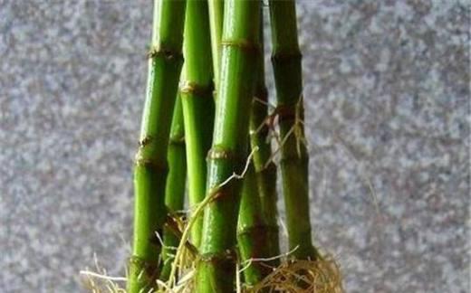 如何正确修剪富贵竹——让你的盆栽更加健康美丽（养护小技巧，轻松掌握富贵竹修剪方法）
