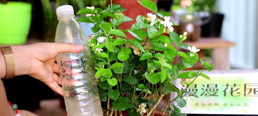 如何养护茉莉花盆栽（教你从浇水到修剪，让茉莉花长得更好）