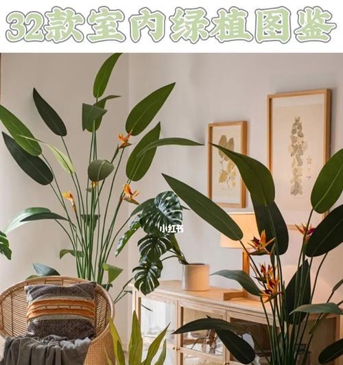 室内绿植的选择与养护（打造舒适宜人的室内绿色空间）