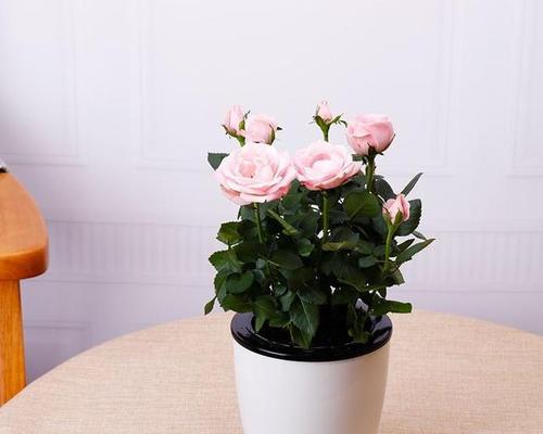 如何养护冬季玫瑰花？（冬天养花不难，三个关键点让玫瑰开得更美）