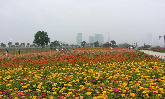 如何成功种植百日菊？（种植时间、方法、注意事项等一应俱全）