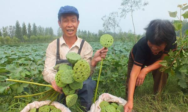 种植莲藕的最佳时间（选择最合适的时机，让莲藕生长更加优良）