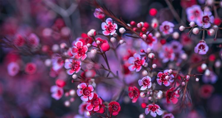 冬季盛开的花（探究冬季开花植物的奥秘）