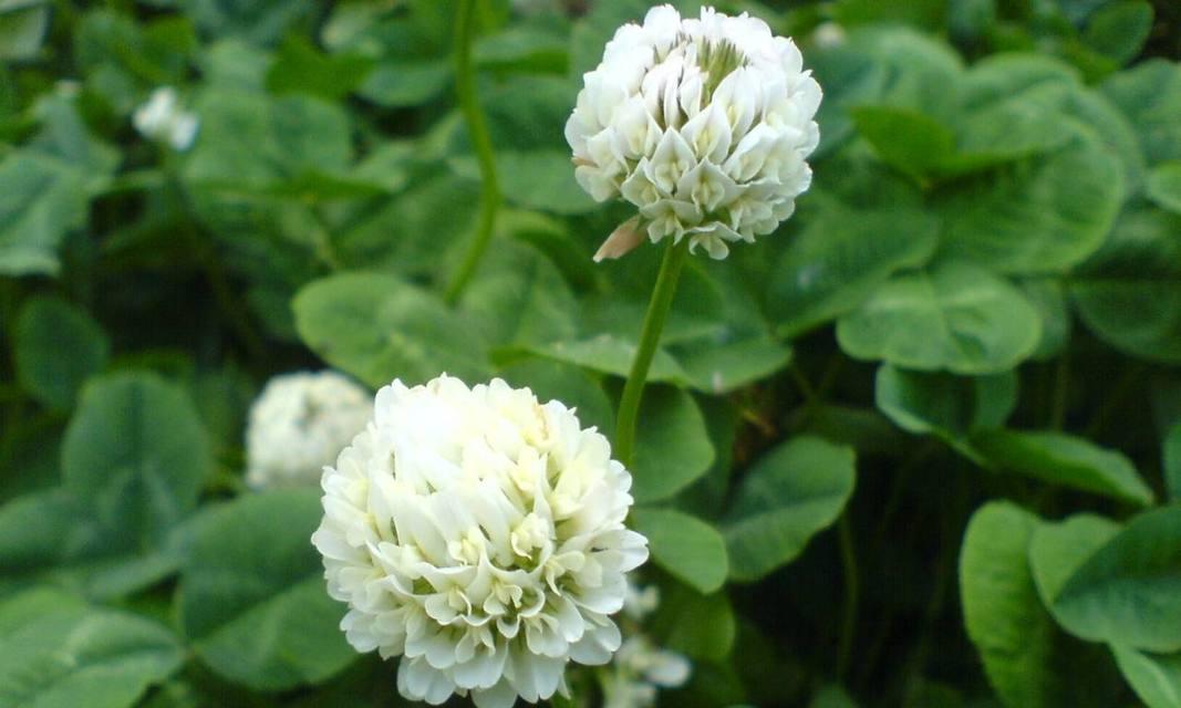 白三叶种植技巧详解（最佳种植时间、步骤、注意事项）