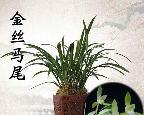 金丝马尾兰花的种植方法（打造独特的观赏空间，从金丝马尾兰花开始）