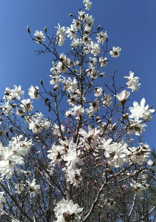 玉兰花的品种及特点（探索世界上多样化的玉兰花种类）