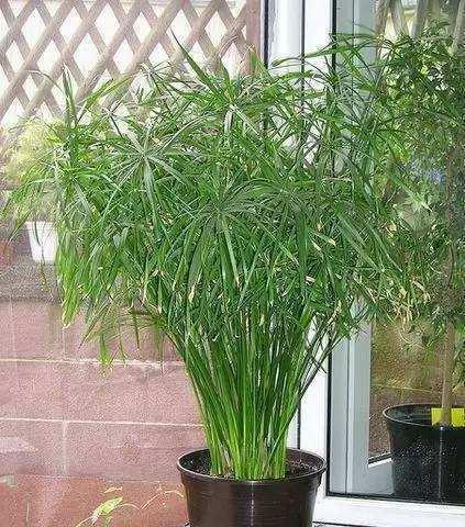 水竹的冬季养殖方法（掌握关键技巧，让水竹在寒冷的冬天绽放生机）