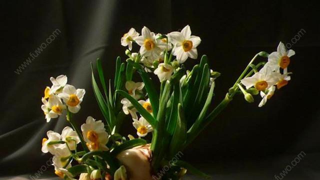 水仙花——揭秘这个引人注目的春季花卉之谜（从历史、种类、栽培、繁殖、养护到花语，一网打尽）