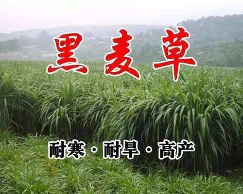 如何种植黑麦草？（时间、方法和注意事项，）