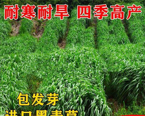 如何种植黑麦草？（时间、方法和注意事项，）