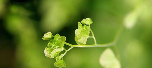 多年生草本植物（生命力旺盛，根系深厚的多年生草本植物）